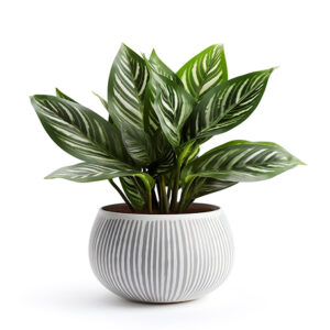 Indoor plants