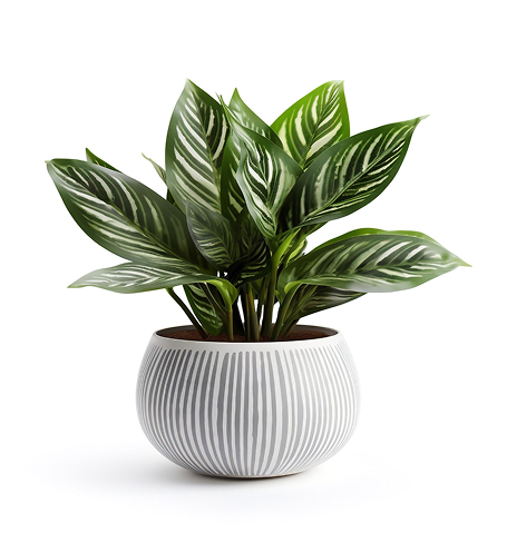Indoor plants